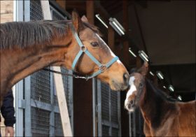 ドゥラメンテ「超個性派」初仔誕生!? 最強マイラーモーリスとともに新たなる希望を託す