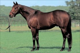 キングカメハメハ「産駒1500勝」の軌跡。数字だけではないその「強さ」