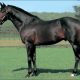 武豊騎手が1分間で見せた”超感覚”が凄すぎる「テニスの錦織圭」と「競馬の武豊」2人のカリスマが語る特殊な「聖域(ゾーン)」とは