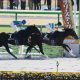 競馬界の象徴「武豊誕生」の根底にあった時代の変化……加速する騎手の圧倒的「格差問題」解消に向けJRAが再び推し進める「大改革」