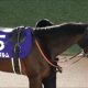 【オーシャンS(G3)展望】春のスプリント王決定戦へ向けての大一番!? 中心馬不在の混戦模様の激戦を制するのは?