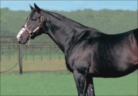 種牡馬ホワイトマズル死す。武豊に凱旋門賞制覇を意識させた名馬に流れる「最強」の血