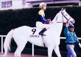 竜王×白雪姫!? 注目の白毛馬ハウナニはレースでもファンを魅了？