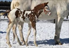 白毛一族・ユキチャンに新産駒が誕生!! “逆斑”の新産駒は不振にあえぐユキチャン産駒の救世主になれるのか？