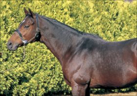 ヤマニンゼファー死亡……ふたりの騎手にG1初制覇をもたらした名馬の数奇な運命