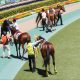 宝塚記念(G1)サトノクラウン「回避」可能性高まる!? 「状態不安」のまま出走メリットなく「まるでG2」に現実味、ダイヤモンドも?