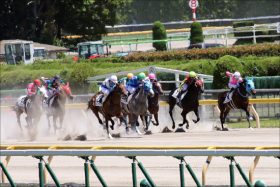 JRAレパードS（G3）「クリソベリルの2着経験」ヴァイトブリックの可能性は？