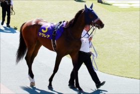 【紫苑S（G3）展望】最後の一冠を目指して！3歳牝馬の真剣勝負の行方は？