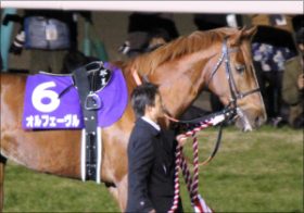 JRA最強の「近親配合」？ オルフェ×ステゴにリスク大も海外を見れば…