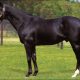 JRA「勝てない騎手」が名門・池江泰寿厩舎所属で大出世!? 裏には競馬界の現状と「救いの手」が……