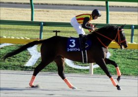 帝王賞（G1）ゴールドドリーム「死角」は……問題は状態よりも距離