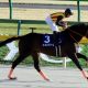 帝王賞(G1)古川吉洋「暴走」で「武豊×テイエムジンソク」チェンジの可能性……個人馬主と「逃げ」という共通点