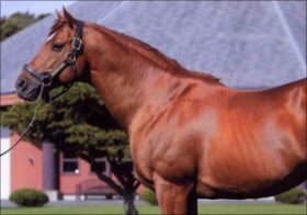 JRA種牡馬では最強世代「No.1」か!? グラスワンダー種牡馬引退で「第3」のステージへ！