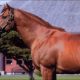JRA種牡馬では最強世代「No.1」か!? グラスワンダー種牡馬引退で「第3」のステージへ!