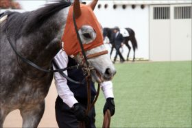 【京成杯（G3）展望】クラシックへ向けて好スタートを切るのはどの馬か？伝統の3歳重賞は今年も混戦模様！？