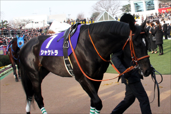 JRA「悲運の名馬」の妹サヴァニャンが初陣！ 「2.1億円馬」はジンクスを超えられるか……金子真人オーナー唯一の「弱点」とはの画像2