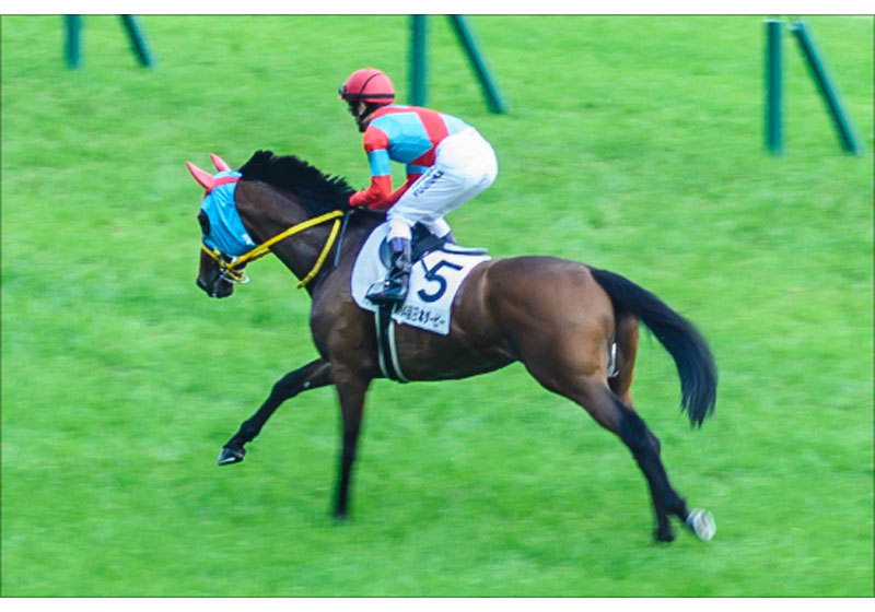 【チャンピオンズC(G1)展望】国内無敗クリソベリルに川田将雅「物足りない」!?「1強時代」ストップへ! 大器3歳カフェファラオの大駆けはあるか?の画像3