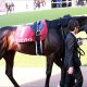 宝塚記念(G1)福永祐一と大魔神「和解」の裏にアノ大物の心情!? 女傑ヴィブロスに課せられた「勝ち負け以上に重要」な使命とは