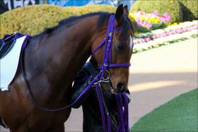 武豊騎手「パドック意味なし」発言に仰天……馬券購入セオリー「完全否定」のトップ騎手たちが語るパドック必勝法とは