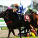 JRAマイルCS(G1)アエロリット不要の「小点数」勝負! 強力「現場ネタ」から導いた「超・勝負馬」とは