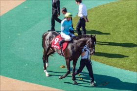 JRA蛯名正義＆ボウマン「青葉賞2騎」が下馬評覆す？ ゴーフォザサミットの調子は……