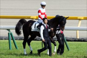 JRAマイルCS「ダノンプレミアムまた回避」の謎。怪我なしも見えない狙い