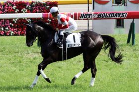 JRA2歳王ダノンプレミアム「謎の年内休養」蹄状態でも調教「バリバリ」好タイム連発の怪