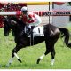 JRA【マイラーズC(G2)結果】ダノンプレミアム完勝で「アーモンドアイ」直接対決へ!? 安田記念(G1)は「現役No.1」を懸けた一戦に!