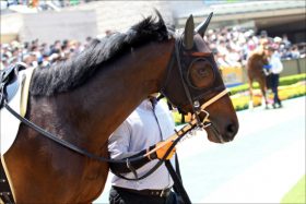 東京ダービー（S1）JRA勢「大侵略」にTCKが対応策！ 物議醸した「バルダッサーレ方式」アウトも根本的解決とは言えず……