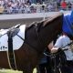 JRA「モズアスコットOP負け」騎手が「悔しさ」吐露……オーストラリア武者修行で一気の飛躍を