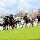 JRA「モズアスコットOP負け」騎手が「悔しさ」吐露……オーストラリア武者修行で一気の飛躍を
