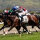 JRA最強良血馬ついに初陣! フランケル×デインドリームの不安要素