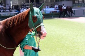 NHKマイルC（G1）テトラドラクマ「牝馬有利」の波に続く？ 過去上位馬との「共通点