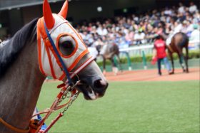 JRA七冠ジェンティルドンナ妹初陣……「不安多い」もドナブリーニ一族繁栄の必須項目？