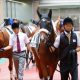 いよいよデビュー!2020年の新種牡馬を紹介。本命はドゥラメンテ・モーリス、穴はエイシンヒカリ・マクフィ・リオンディーズか
