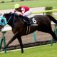 JRAフローラS(G2)は「2点」で大儲け? 混戦必至重賞を関係者情報で読み解く!