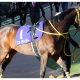 JRA菊花賞(G1)ニシノデイジー「ゴルフ場冠水」の悲劇……“優勝請負人”ルメールは「朗報」を届けられるか
