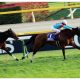 JRA【マイラーズC(G2)結果】ダノンプレミアム完勝で「アーモンドアイ」直接対決へ!? 安田記念(G1)は「現役No.1」を懸けた一戦に!