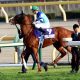 JRA有馬記念(G1)武豊オジュウチョウサン「不気味」……見逃せない季節外れの桜?美浦新鮮情報てんこ盛り