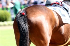 フジテレビ『みんなのKEIBA』放送事故連発に呆然!? 超大穴・地方馬「シュテルングランツ先頭！」の”迷実況”にファン辟易……