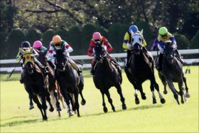 シルクロードS（G3）はラブカンプー不要「3点で高配当」狙い！ 強力「現場ネタ」から導いた「超・勝負馬」とは