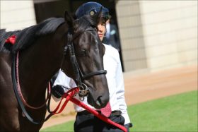 JRA「3人落馬事故」症状深刻？ 川田将雅、モレイラも落馬で「魔の開催」に