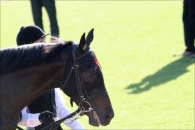 JRA武豊2度めの「自主隔離」浮上!? 藤田伸二氏スクープ連発!? サートゥルナーリア「評価急落」名騎手“全弟”厩舎から名馬全弟が登場!! 秋華賞（G1）「1000万馬券」演出コンビ再び？【週末GJ人気記事総まとめ】