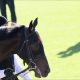 JRA藤原英昭調教師「武豊じゃないと勝ってない」と絶賛! コントレイル世代「未完の大器」が引退……「大物」全弟に託されたG1制覇