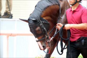 JRA新馬「ダービートレーナー」の大本命!? ディープインパクト産駒メッシーナに熱視線