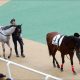 JRA新馬戦から一変! エアグルーヴ、エアデジャヴーなど「エア」の名血受け継ぐダノンドリーマーが新潟競馬場2歳「レコード」更新!
