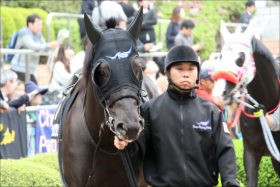 JRA京成杯AHは関係者情報で好配当？ 狙いは安定した脚を持つあの馬？