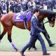 M.デムーロ騎手×ディープインパクト産駒「G1未勝利」の怪!? 昨年アドミラブルにはなかった「強運」キタノコマンドールでジンクス解消?