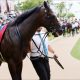 JRA「裁決曖昧」に関係者激怒!? 松岡、武藤騎手2週間騎乗停止が厳しすぎ?