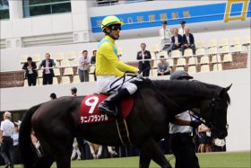 JRA「ウオッカ産の星」タニノフランケル「道悪良績」重賞初制覇へ……人気する理由